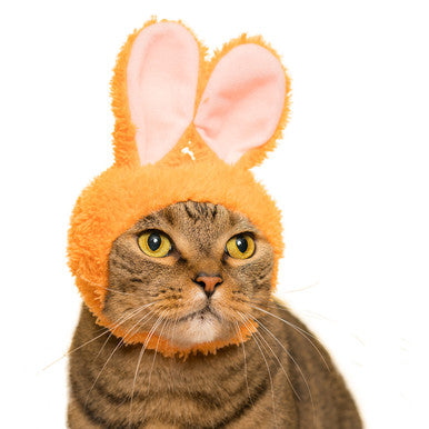 Bunny Ears Cat Cap