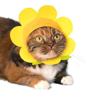 Flower Cat Cap