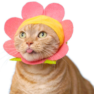 Flower Cat Cap