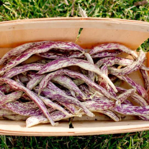 Dragon Tongue Bush Bean Tarot Seed Packet