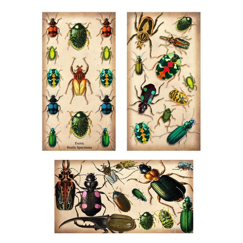 Beetle Specimen Matchboxes