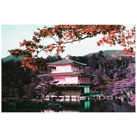 LomoChrome Purple Pétillant 35mm Film