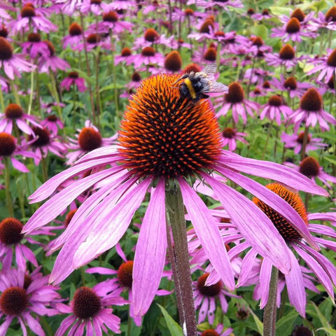 Strength in Echinacea Flower Tarot Seed Packet
