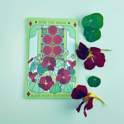 Black Velvet Nasturtium Tarot Seed Packet
