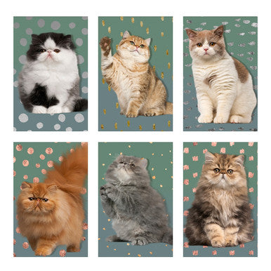 Precious Kitty Matchboxes